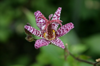 Krotenlilie0108.jpg