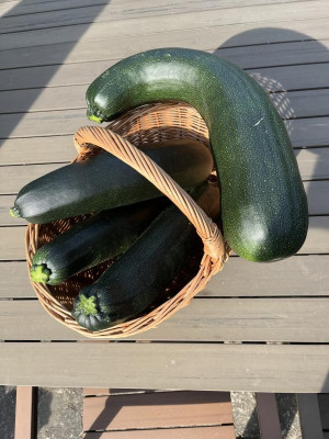 Zucchini Monster.jpg