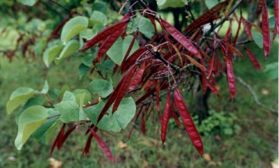 Cercis_siliquastrum_Samen_BGWbg_07.04.jpg