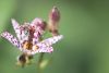 thumb_Kroete-raw2-Aug2608-0121.jpg