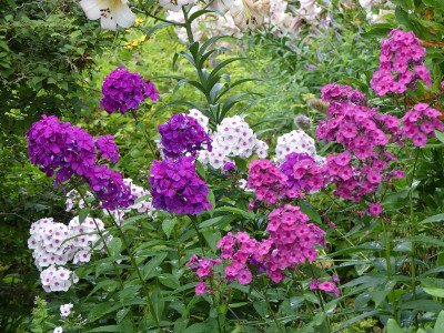 2024-07-14 Phlox 1.jpg