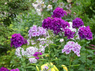 2024-07-14 Phlox 2.jpg