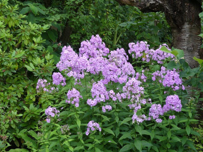 2024-07-14 Phlox 5.jpg
