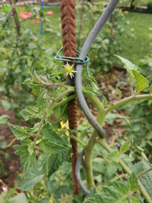 Tomate Spriralstab Sackgase.jpeg
