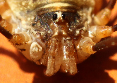 Weberknecht71211.jpg