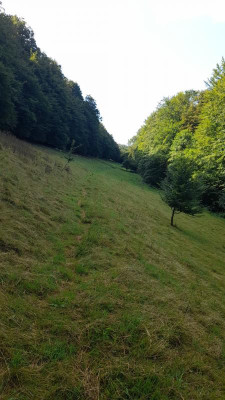 IMG-20240715-WA0006.jpeg