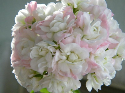 DSCF3219.JPG