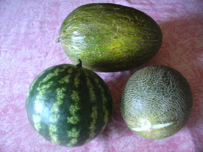 3_Melonen.jpg