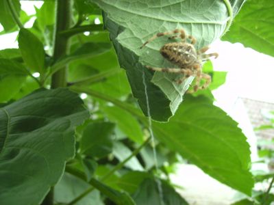 Spinne_mit_Kreuz.jpg