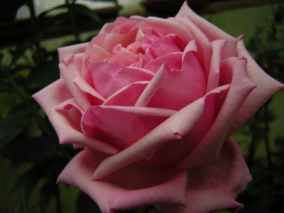 Rhodoloque_Jules_Gravereaux_1b.JPG