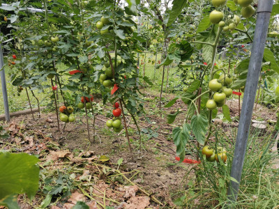 Tomaten 20240714.jpeg