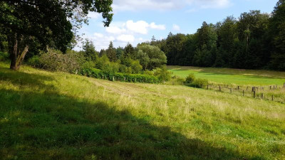 IMG-20240717-WA0005.jpeg