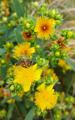20240714_173122 Hypericum kalmianum Gemo.jpg