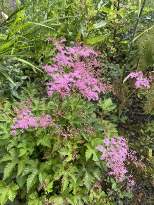 Filipendula Kahome Juli 2024.jpg