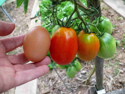 tomate_tegucigalpa_2008_08_31_118.jpg