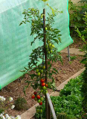tomate_tegucigalpa_2008_08_29_135.jpg
