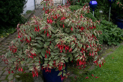 Fuchsie_Thom_West0108.jpg