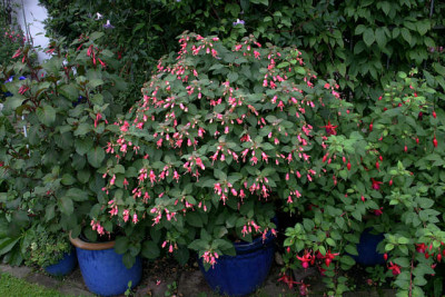 Fuchsien2008.jpg