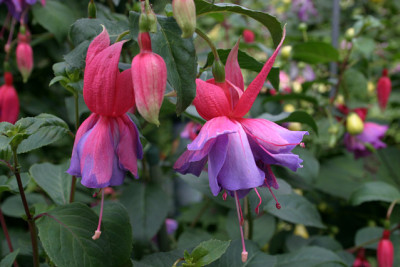 Fuchsie_Hilda0408.jpg