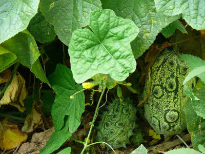 kiwano_2008_08_31_122.jpg