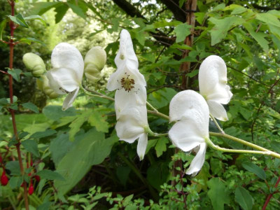 Gletschereis Blüte.JPG