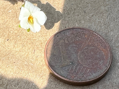 2024-07-18 Viola kleine Überraschung.jpg