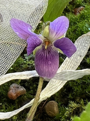 2024-07-18 Viola aa.jpg