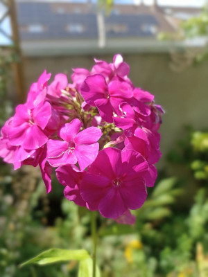IMG_20240714_120310.jpg