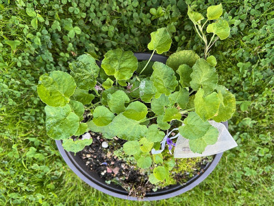 2024-07-19 Viola.jpg