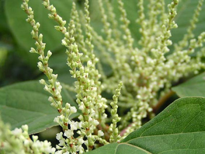 fallopia_japonica.jpg