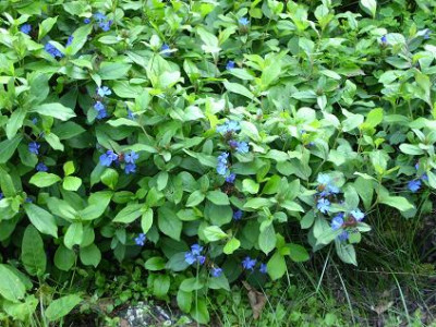 31.August_2008_56kl._Ceratostigma_plumbaginoides.JPG