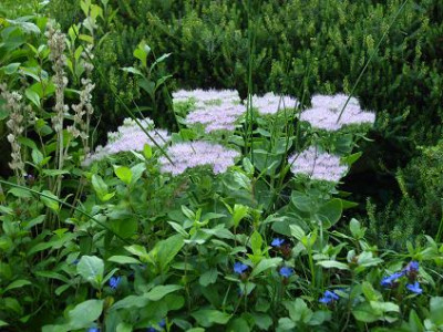 31.August_2008_57_Sedum_spectabile_mit_SeggeCeratostigma_plumb..JPG