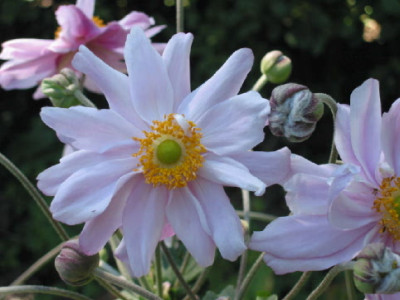 Monte_Rose_Ende_Aug_08__A.jpg