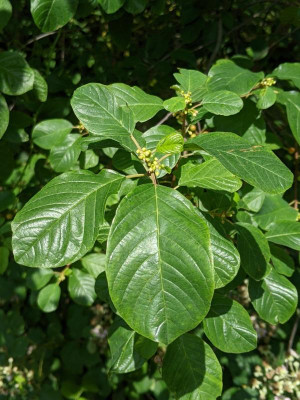 Frangula alnus.jpg