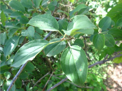 Rhamnus cathartica.JPG