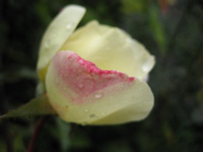 IMG_3796_Small.JPG