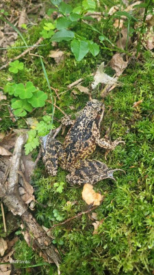 welcher Frosch.jpg