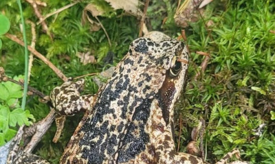 Grasfrosch Kopf.jpg