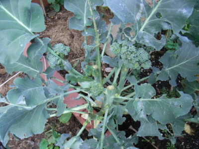 broccoli1.JPG
