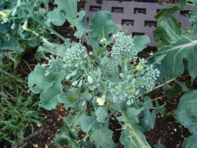 broccoli3.JPG