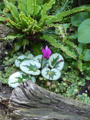 2024-07-22 Cyclamen purpurascens 1.jpg