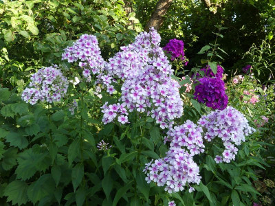 2024-07-22 Phlox 'Wildfang'.jpg