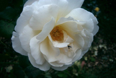 Marie-Luise_M.JPG