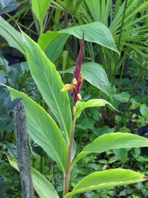 2024-07-22 Cautleya spicata 'Robusta'.jpg