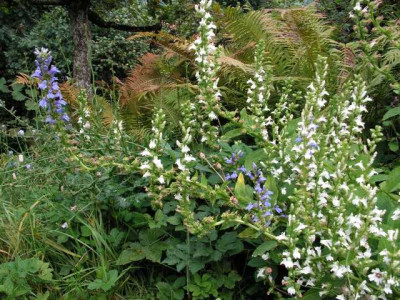 lobelia_liselitica.jpg