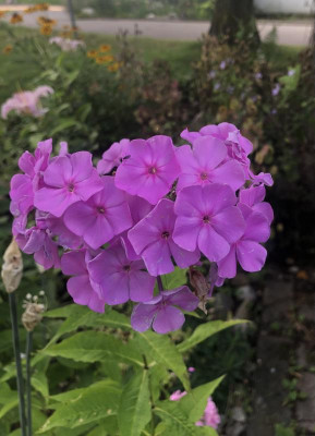 IMG_4710.jpeg