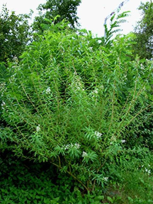 zitronenverbene_1.9.08_007_Desktop_Auflosung.jpg