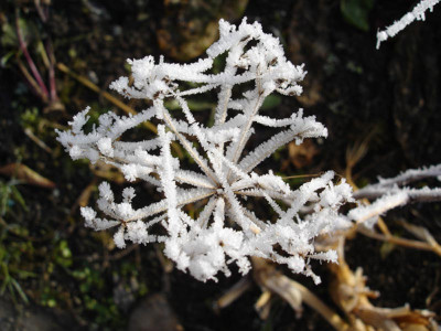 frostfenchel.jpg