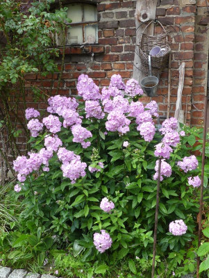 2024-07-23 Phlox 'Molodost' 2.jpg