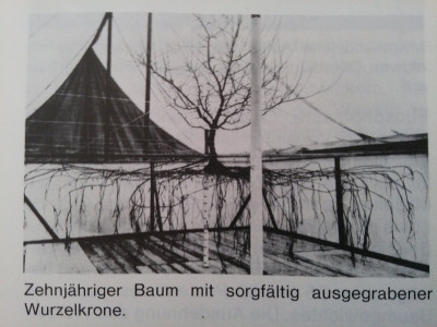 Wurzelkrone.jpg